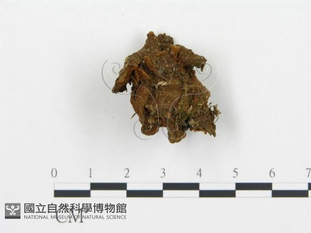 登錄號:F0002636藏品圖，第3張