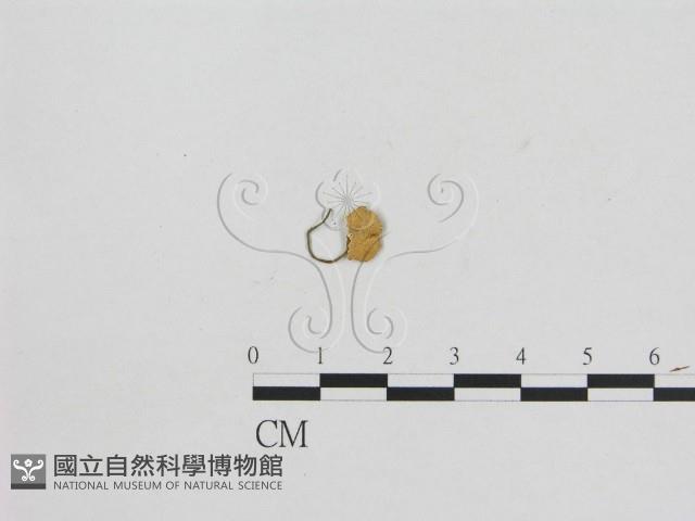 小菇屬藏品圖，第3張