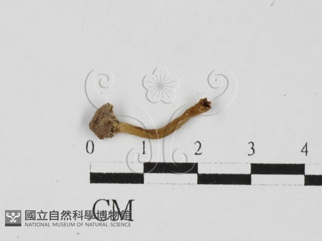 登錄號:F0027636藏品圖，第3張