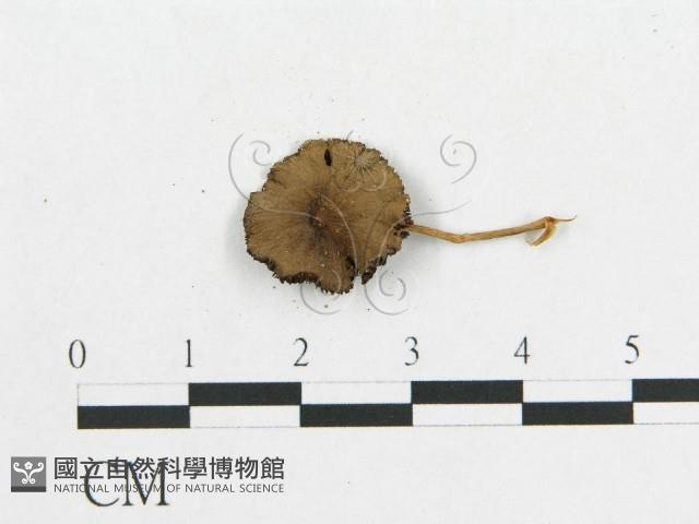 登錄號:F0007636藏品圖，第3張