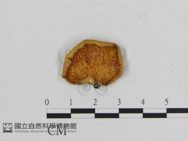 登錄號:F0005636藏品圖，第3張