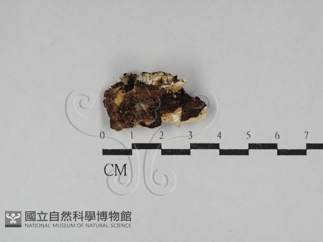 寡孔菌屬藏品圖，第3張