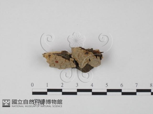 登錄號:F0009636藏品圖，第3張