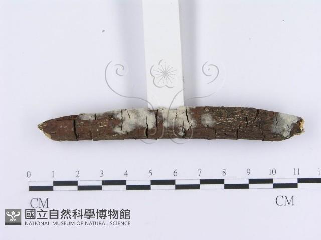 登錄號:F0003636藏品圖，第3張