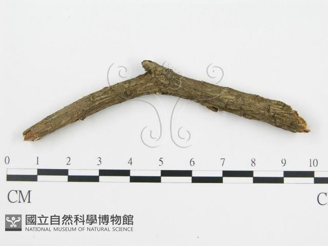 登錄號:F0013636藏品圖，第3張