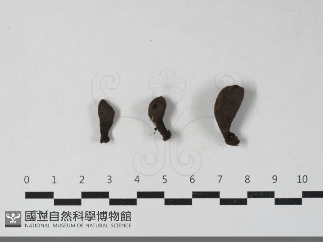 炭角菌屬藏品圖，第3張