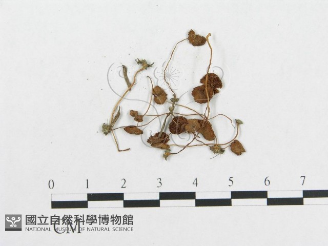 登錄號:F0008436藏品圖，第3張