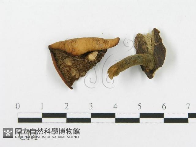 多孔菌屬藏品圖，第3張