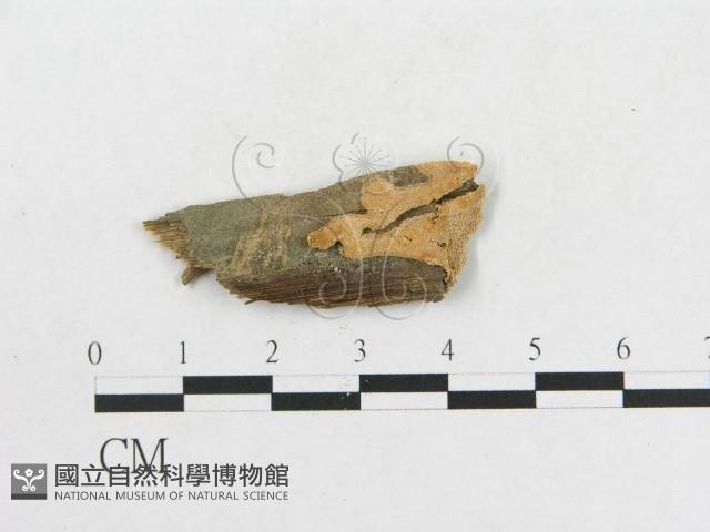 登錄號:F0010436藏品圖，第1張
