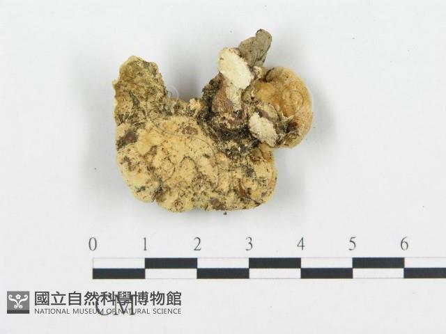 登錄號:F0006436藏品圖，第3張