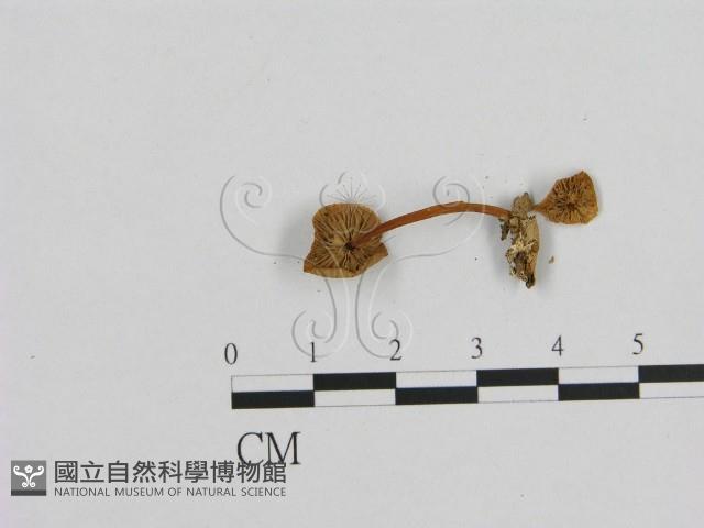 小菇屬藏品圖，第3張