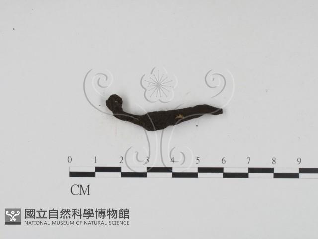 炭角菌屬藏品圖，第3張
