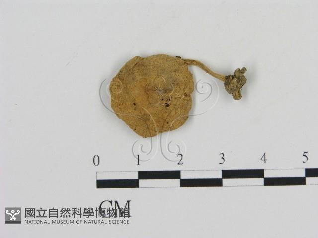 登錄號:F0011436藏品圖，第3張