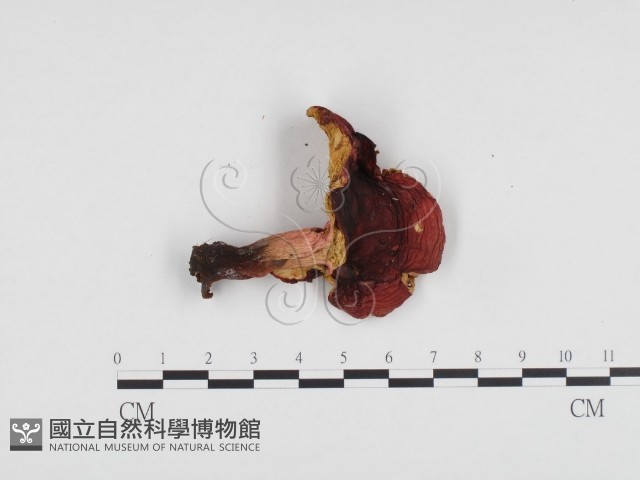 紅菇屬藏品圖，第3張
