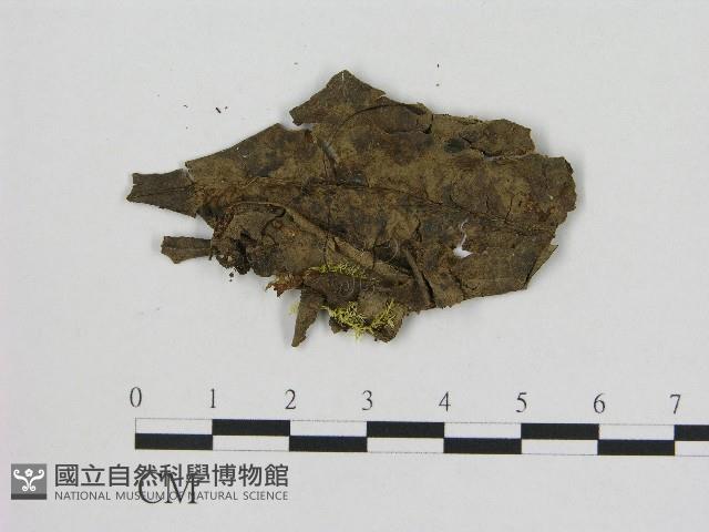 小菇屬藏品圖，第3張