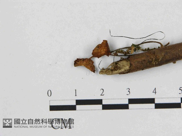 小皮傘屬藏品圖，第3張