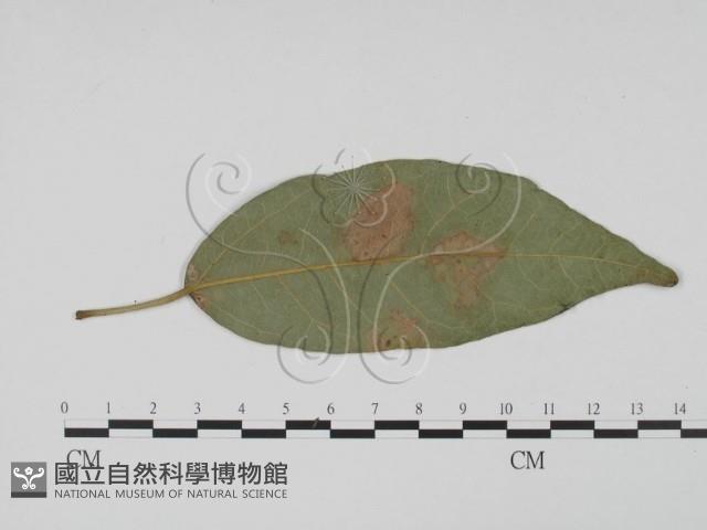 登錄號:F0022436藏品圖，第3張