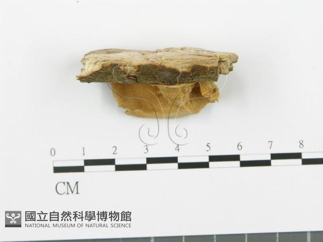 登錄號:F0002436藏品圖，第3張