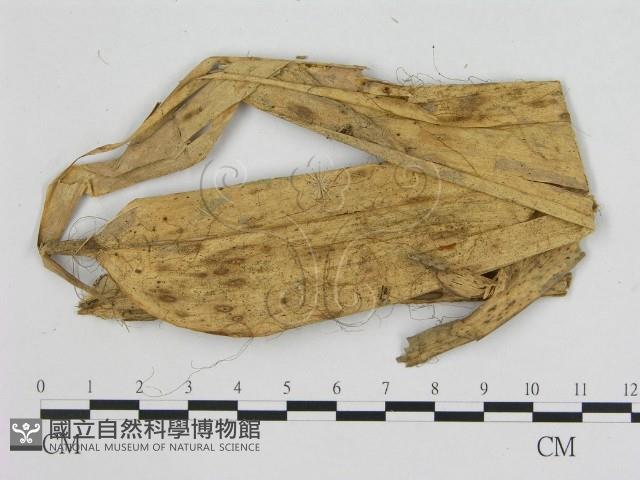小皮傘屬藏品圖，第3張