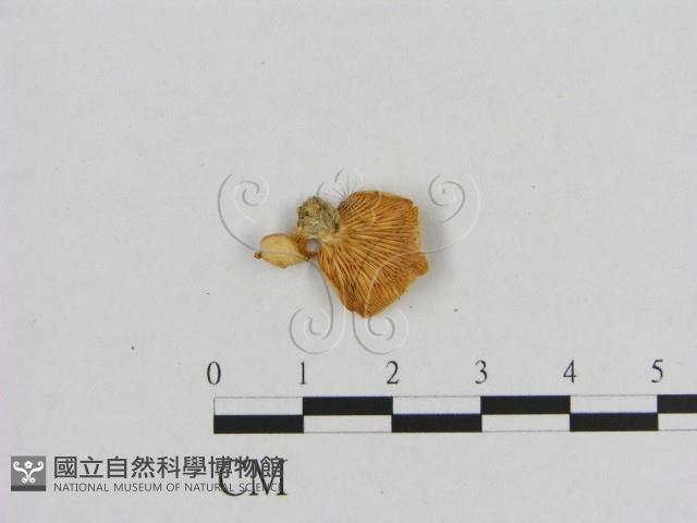 登錄號:F0007436藏品圖，第3張