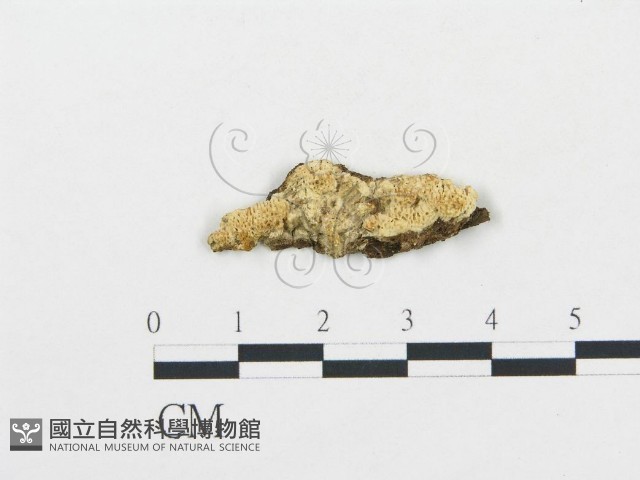 登錄號:F0017436藏品圖，第1張