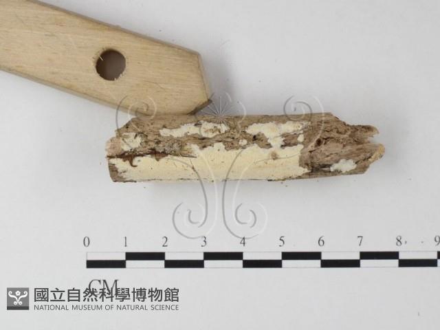 骨皮菌屬藏品圖，第3張
