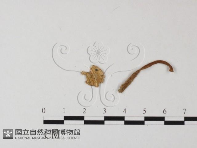 鵝膏屬藏品圖，第3張