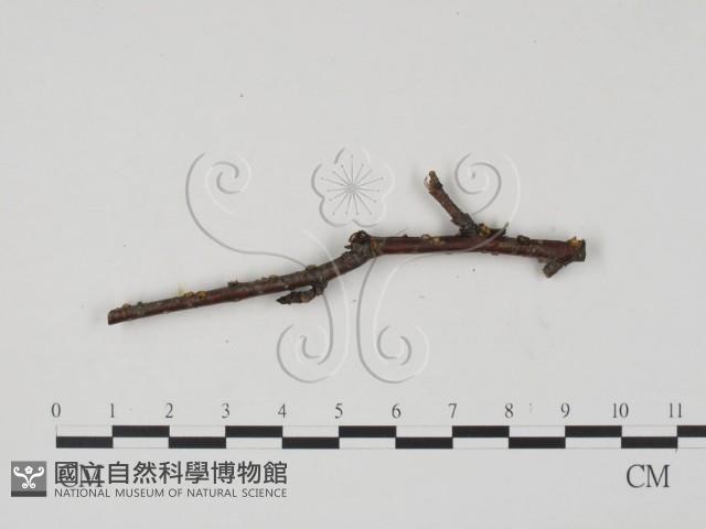 登錄號:F0015436藏品圖，第1張