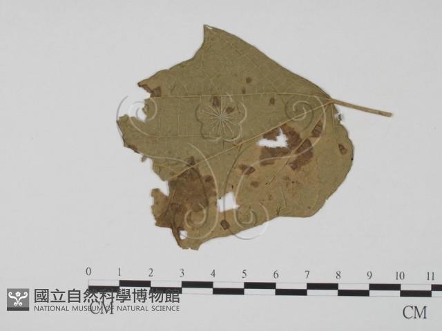 登錄號:F0019436藏品圖，第3張