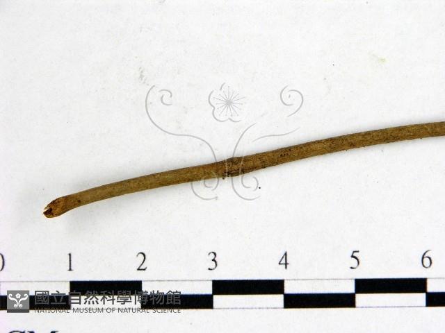 登錄號:F0003436藏品圖，第3張