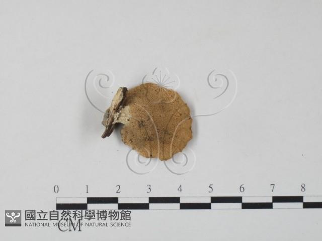 栓菌屬藏品圖，第3張