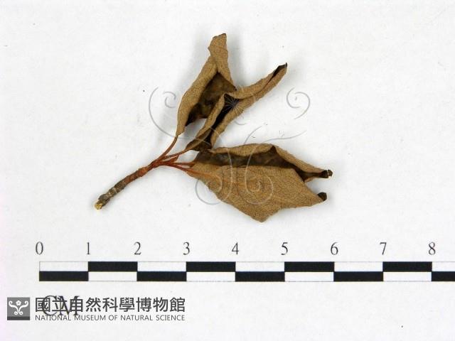 登錄號:F0020736藏品圖，第3張