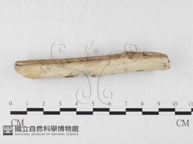 冇骨消絲齒菌藏品圖，第3張