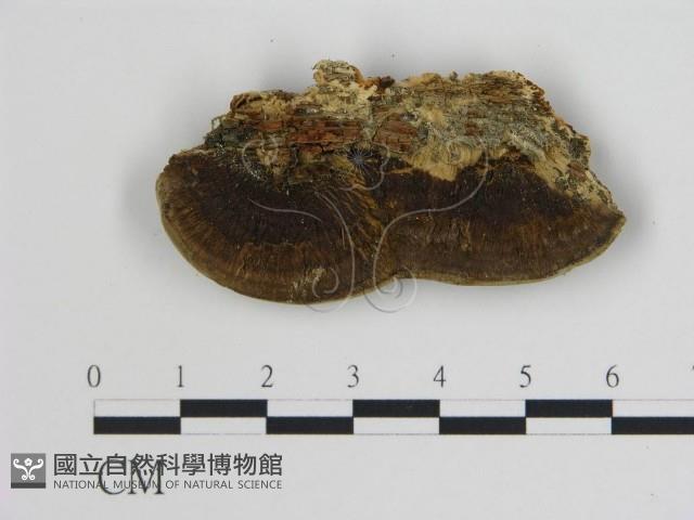 登錄號:F0006736藏品圖，第3張