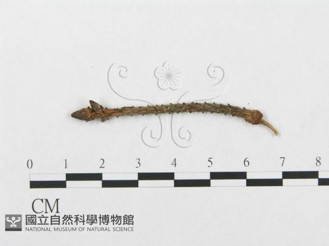 登錄號:F0016736藏品圖，第3張
