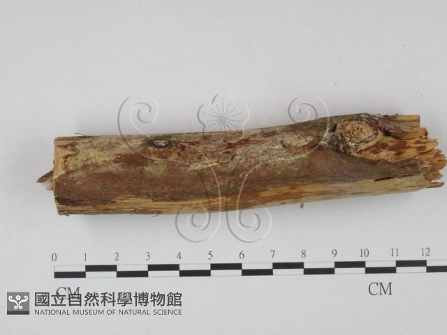 登錄號:F0021736藏品圖，第3張