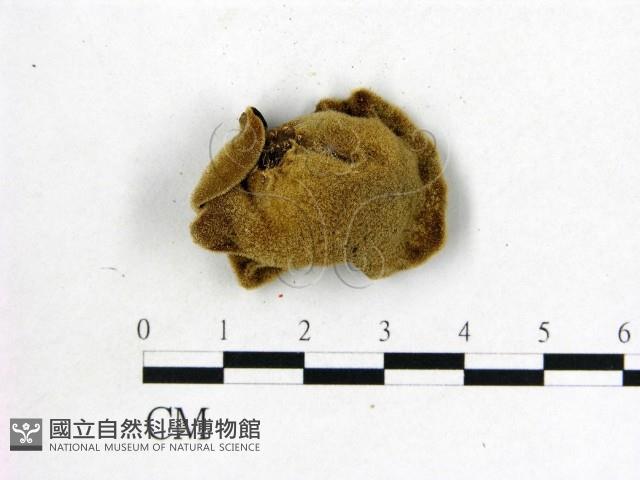 毛木耳藏品圖，第3張