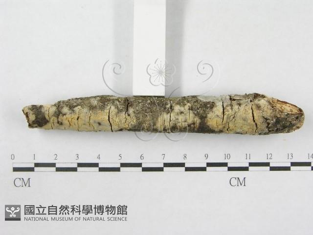 登錄號:F0014736藏品圖，第3張