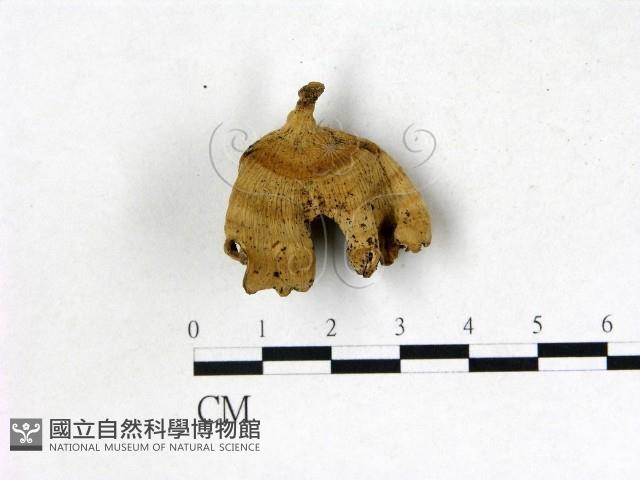 韌革菌屬藏品圖，第3張