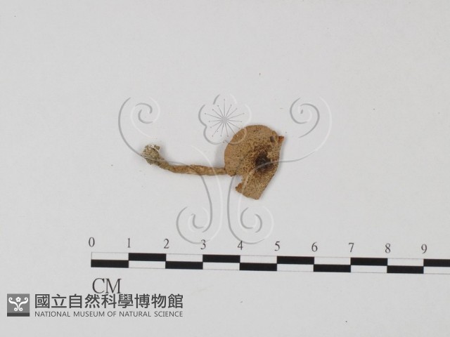 登錄號:F0025736藏品圖，第3張