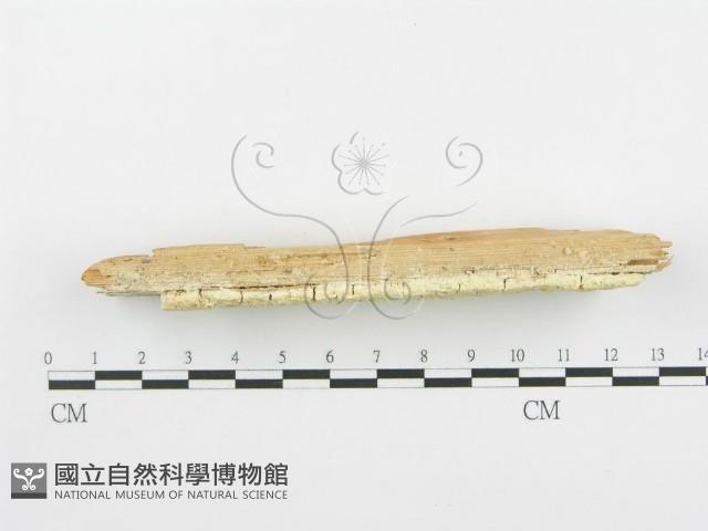 登錄號:F0005736藏品圖，第1張