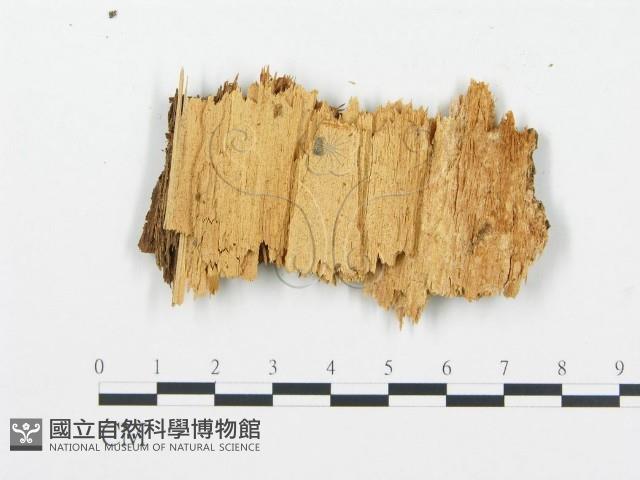 登錄號:F0015736藏品圖，第1張
