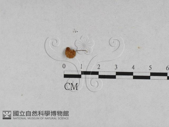 登錄號:F0009736藏品圖，第3張