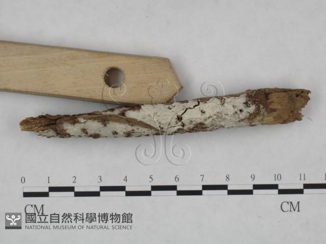 登錄號:F0023736藏品圖，第3張