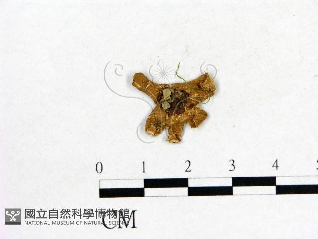 登錄號:F0003736藏品圖，第3張