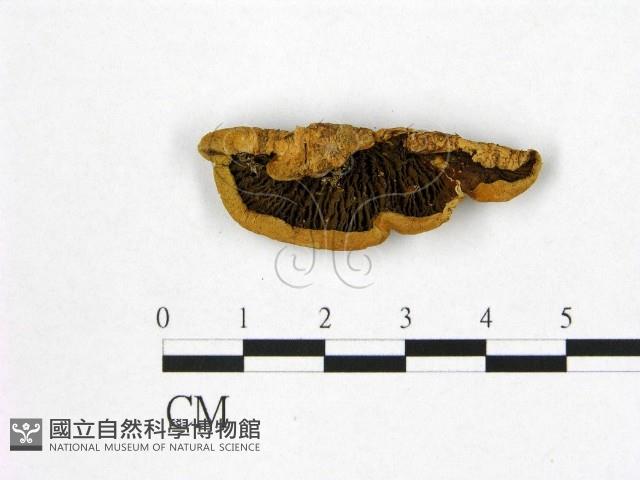 登錄號:F0013736藏品圖，第3張