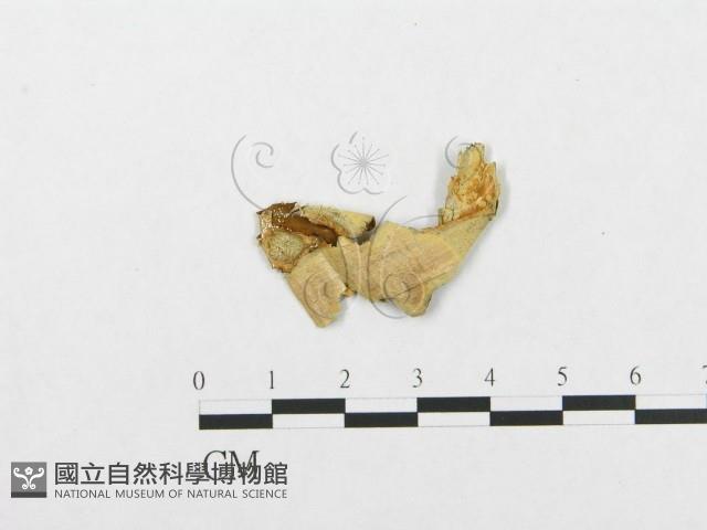 登錄號:F0000536藏品圖，第3張