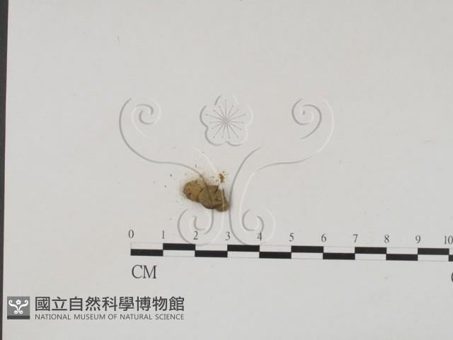 登錄號:F0016536藏品圖，第3張