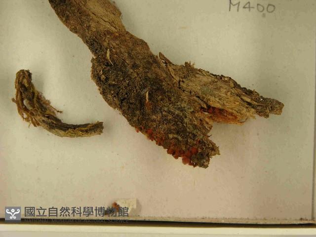 登錄號:F0021536藏品圖，第3張