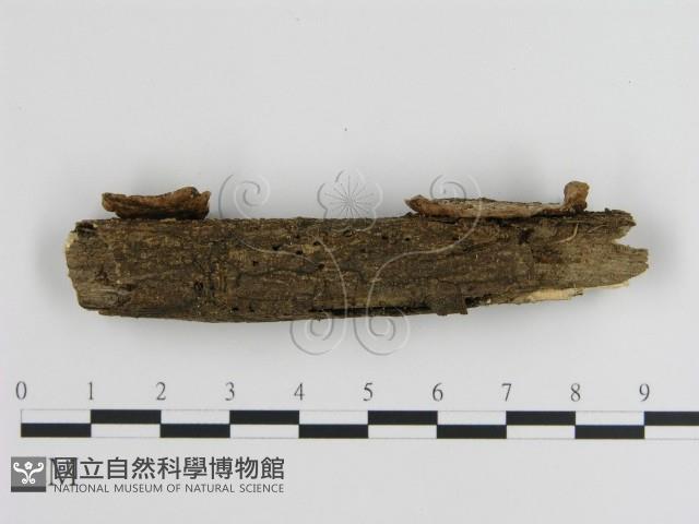 蜂窩菌屬藏品圖，第3張